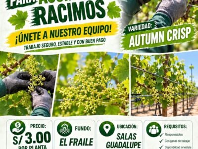 ACOMODO DE RACIMOS – UVA AUTUMN CRISP – FLORIDABLANCA (SALAS GUADALUPE)