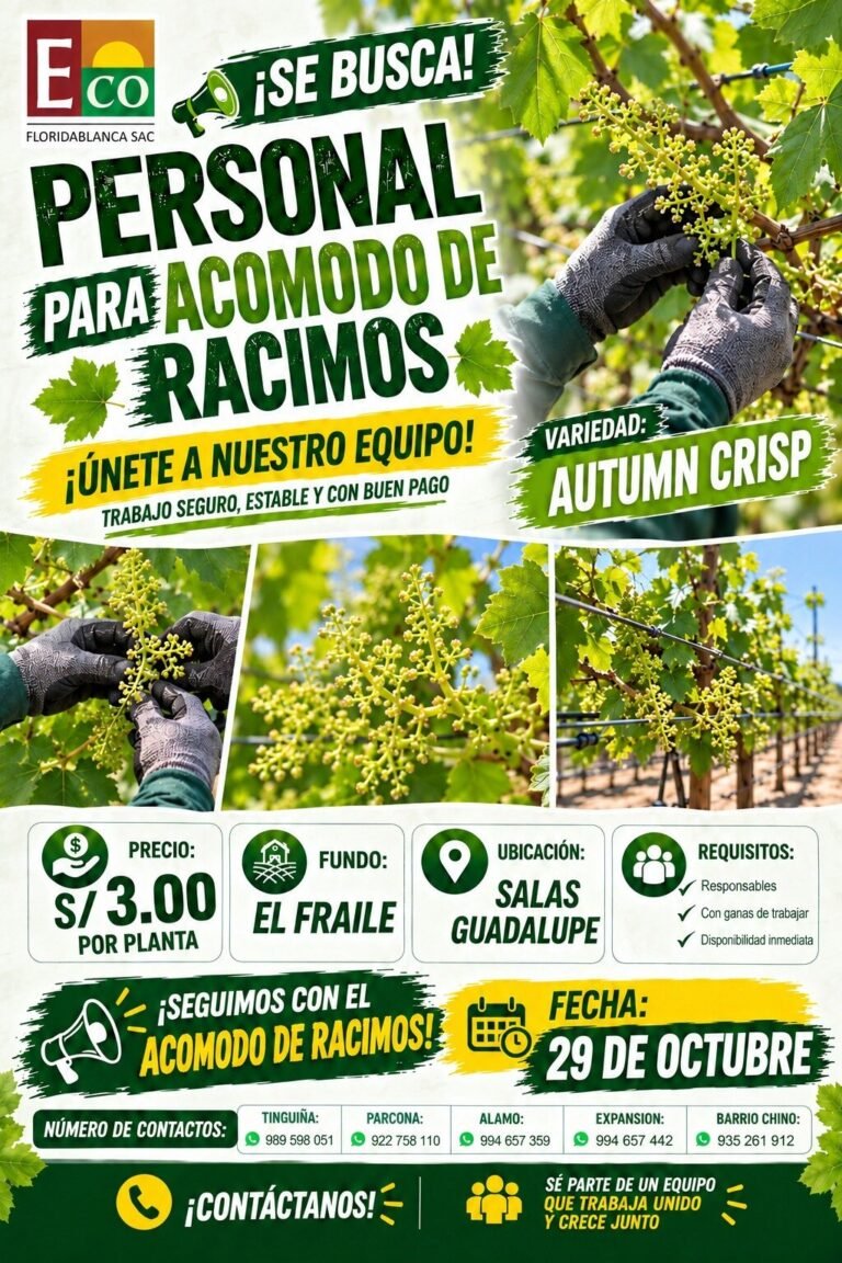 ACOMODO DE RACIMOS – UVA AUTUMN CRISP – FLORIDABLANCA (SALAS GUADALUPE)