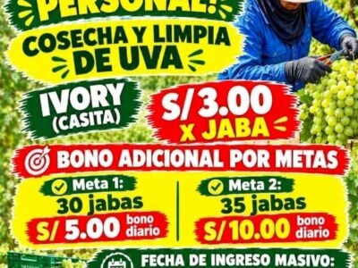 Cosecha y Limpia de uva / Pre-limpia – Fundo San Fernando
