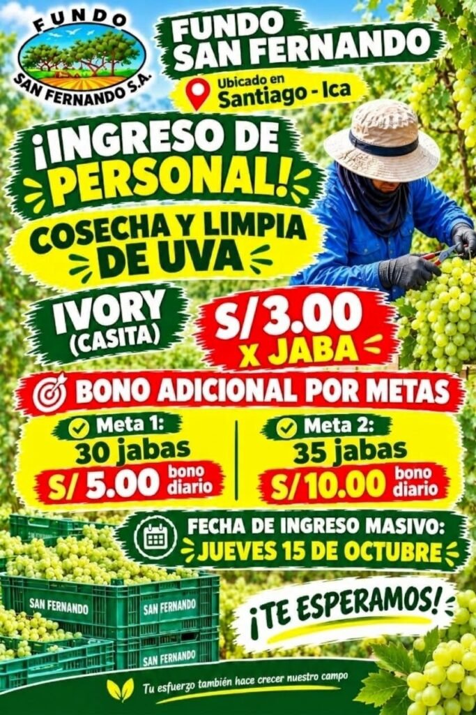 Cosecha y Limpia de uva / Pre-limpia – Fundo San Fernando - Imagen 1