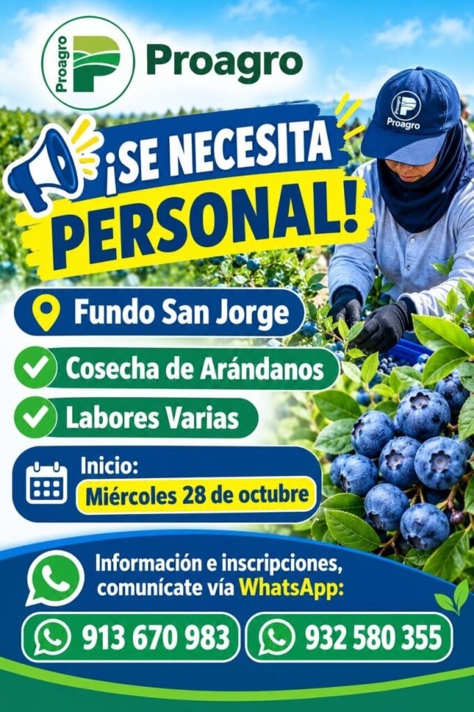 Cosecha de Arándanos y Labores Varias – Proagro – Fundo San Jorge - Imagen 1
