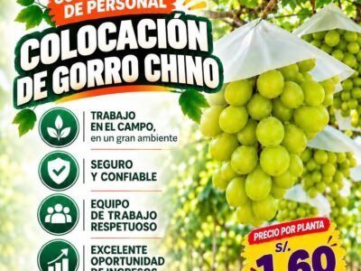 COLOCACIÓN DE GORRO CHINO – AGRÍCOLA PROCOM, FUNDO LA HUERTA (ICA)