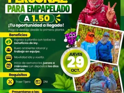 AGRÍCOLA RIACHUELO – EMPAPELADO, DESHOJE Y DESUVILLADO (LA TINGUIÑA, ICA)