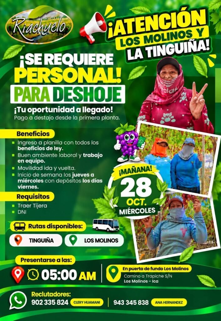 PERSONAL PARA DESHOJE – AGRÍCOLA RIACHUELO – LOS MOLINOS, ICA - Imagen 1