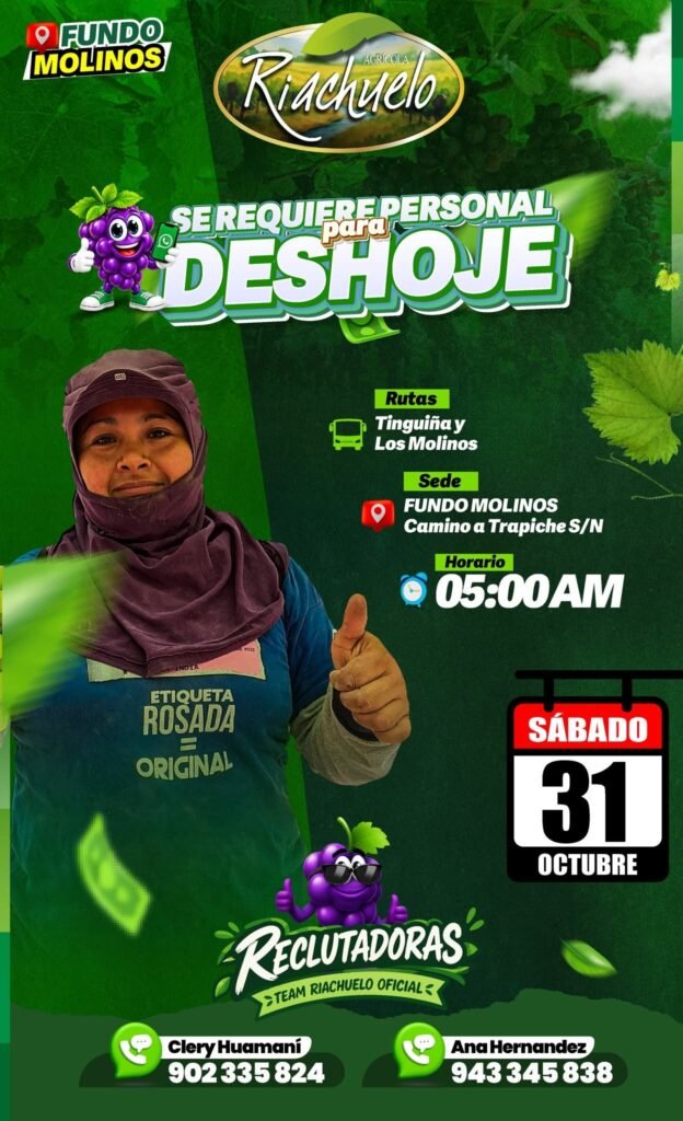 DESHOJE Y EMPAPELADO DE UVA – AGRÍCOLA RIACHUELO (ICA) - Imagen 3