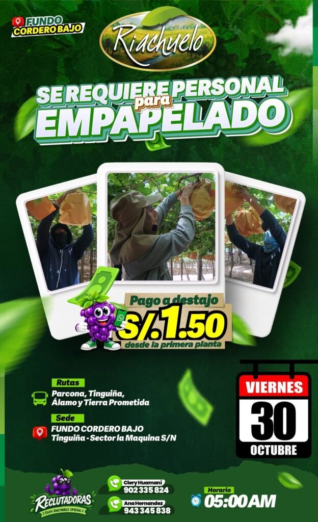DESHOJE Y EMPAPELADO DE UVA – AGRÍCOLA RIACHUELO (ICA) - Imagen 2