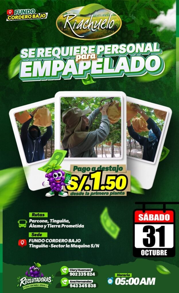 DESHOJE Y EMPAPELADO DE UVA – AGRÍCOLA RIACHUELO (ICA) - Imagen 2