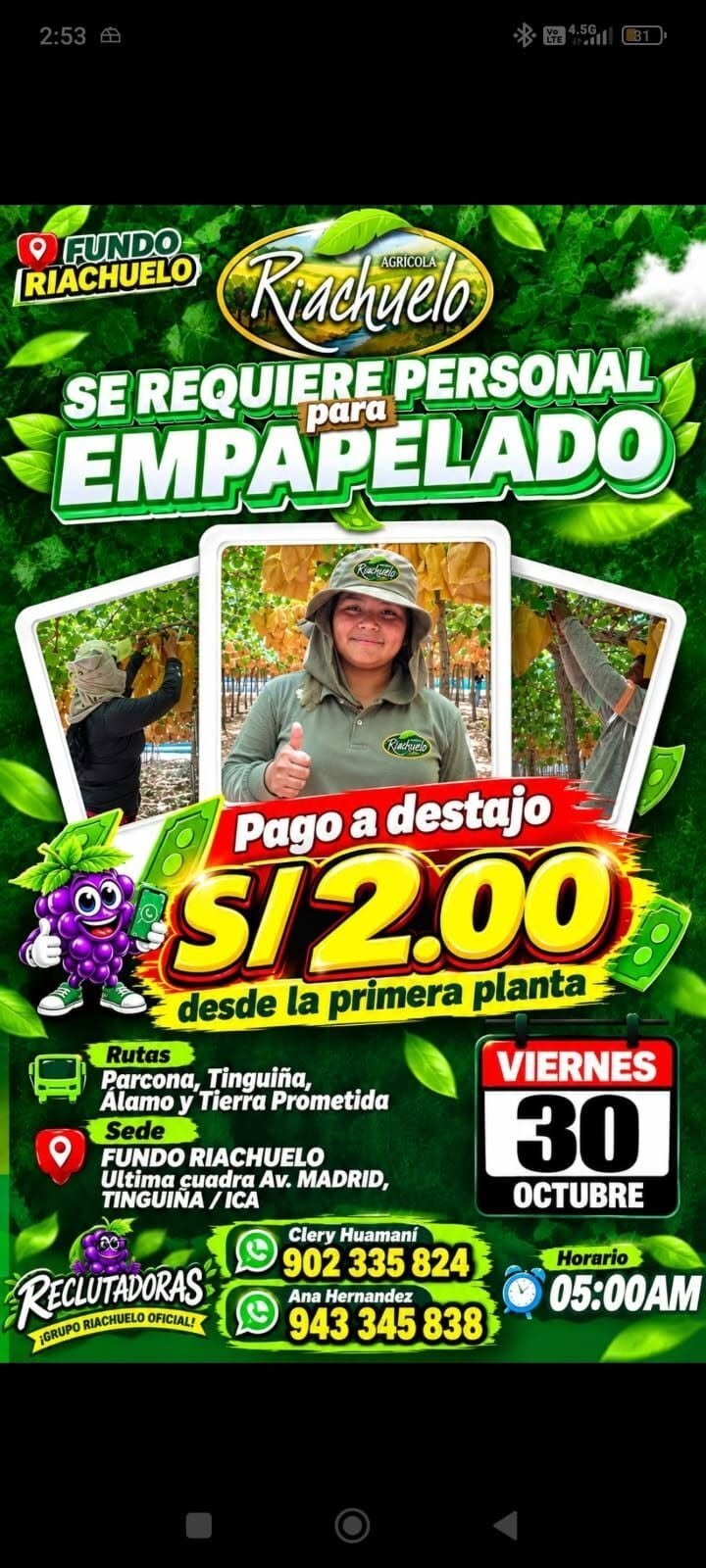 DESHOJE Y EMPAPELADO DE UVA – AGRÍCOLA RIACHUELO (ICA)