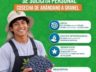 Cosecha de Arándano a Granel – RVR Agro, Fundos Luzmila y Aurora (Ica)