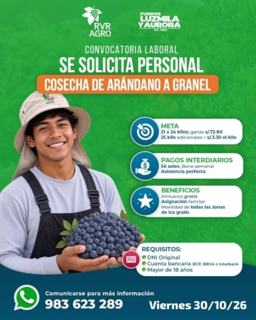Cosecha de Arándano a Granel – RVR Agro, Fundos Luzmila y Aurora (Ica) - Imagen 1