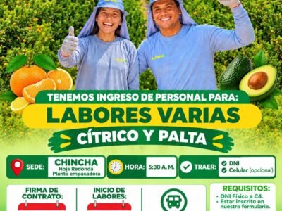 LABORES VARIAS CÍTRICO Y PALTA – SAFRESCO (CHINCHA)