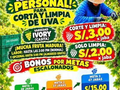 Corte y Limpia de Uva – Fundo San Fernando – Santiago, Ica