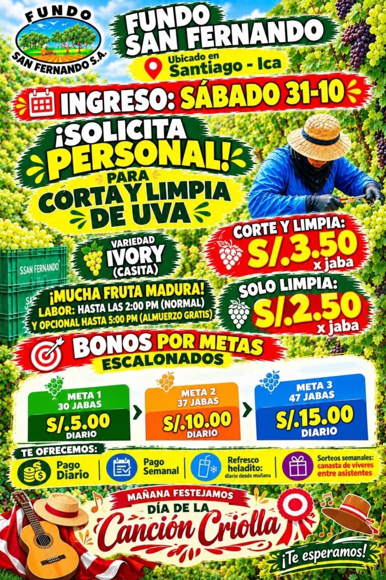 CORTE Y LIMPIA DE UVA – FUNDO SAN FERNANDO (ICA)