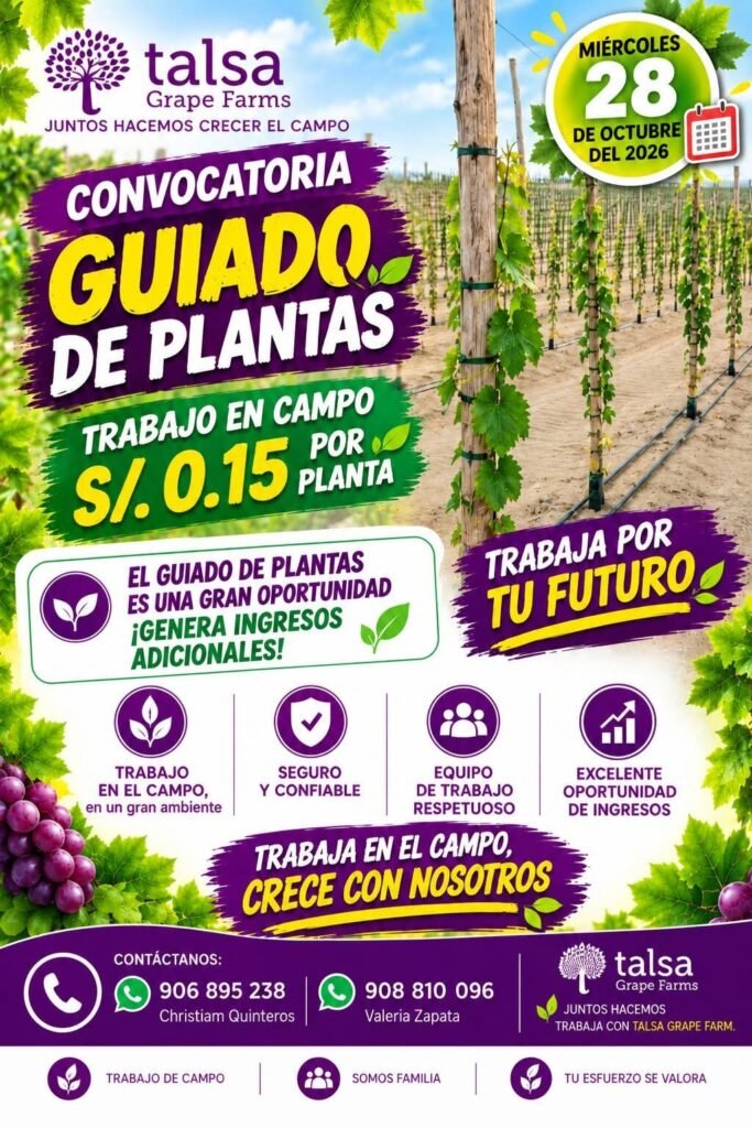 Convocatoria de Personal – Agrícola Procom y Talsa Grape Farms (Labores, Deshoje y Guiado) – Ica - Imagen 3