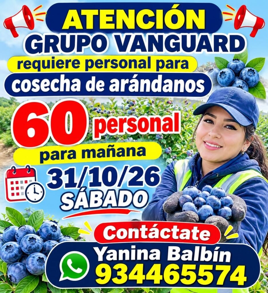COSECHA DE ARÁNDANOS – GRUPO VANGUARD (PISCO) - Imagen 1