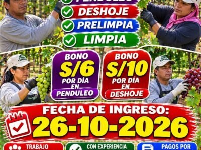 Fundo Esperanza – Convocatoria: Penduleo, Deshoje, Prelimpia y Limpia en uva (Villacurí, Ica)