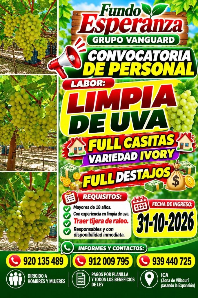 LIMPIA DE UVA – GRUPO VANGUARD, FUNDO ESPERANZA (SALAS, ICA) - Imagen 1